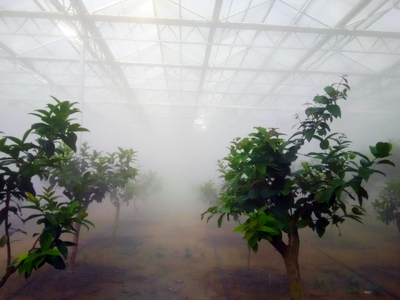 某花卉大棚噴霧加濕